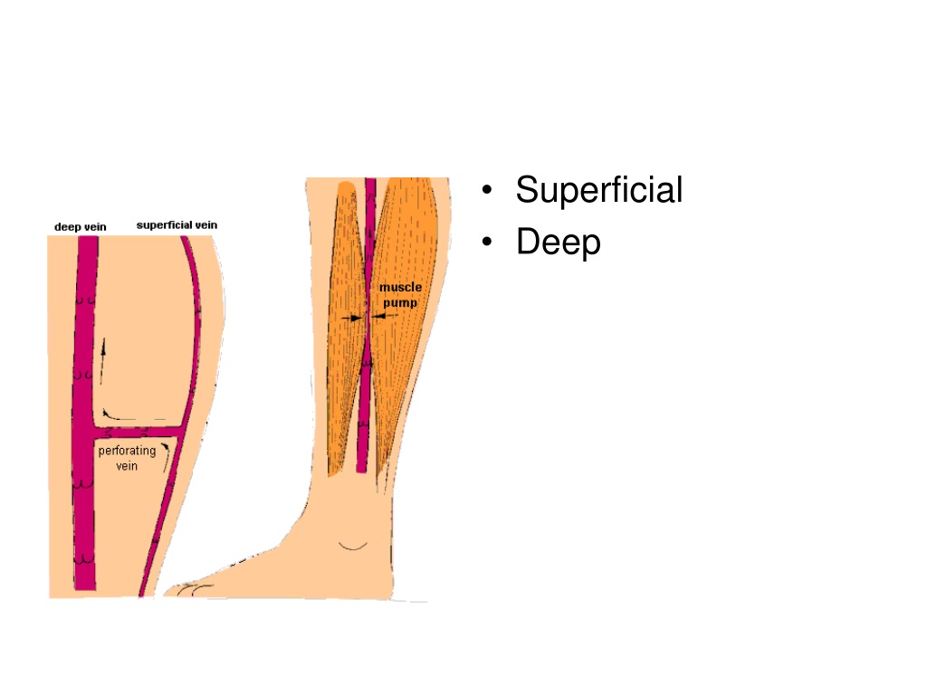 ppt-directional-and-anatomical-location-terminology-powerpoint