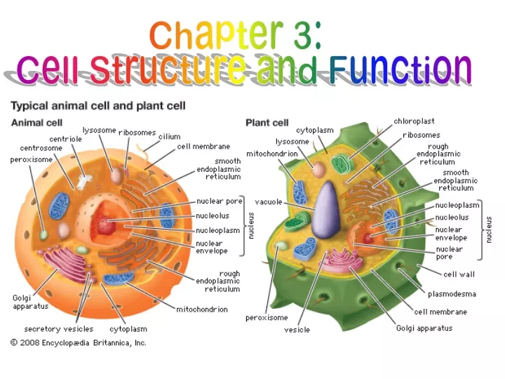 presentation of cell structure and functions