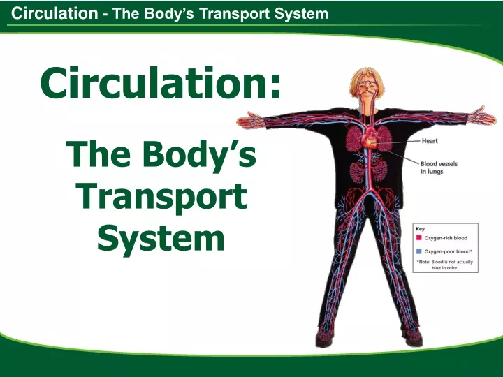 ppt-the-body-s-transport-system-powerpoint-presentation-free