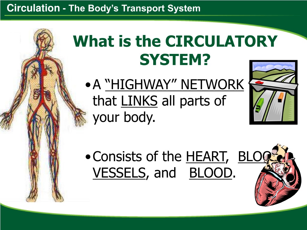 PPT - - The Body’s Transport System PowerPoint Presentation, free
