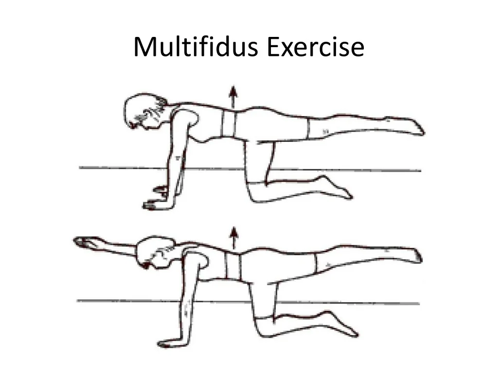 PPT Therapeutic Exercises For Low Back Pain An Overview PowerPoint 