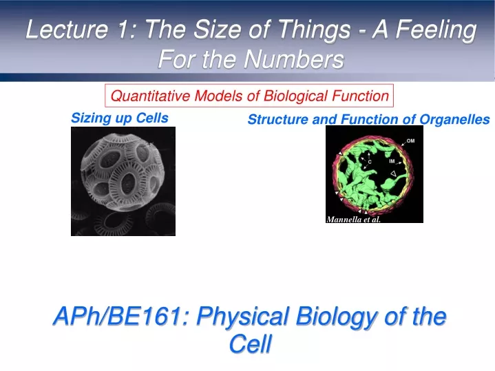 PPT - APh/BE161: Physical Biology Of The Cell PowerPoint Presentation ...