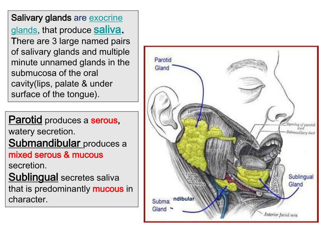 Ppt Salivary Glands Powerpoint Presentation Free Download Id9599085
