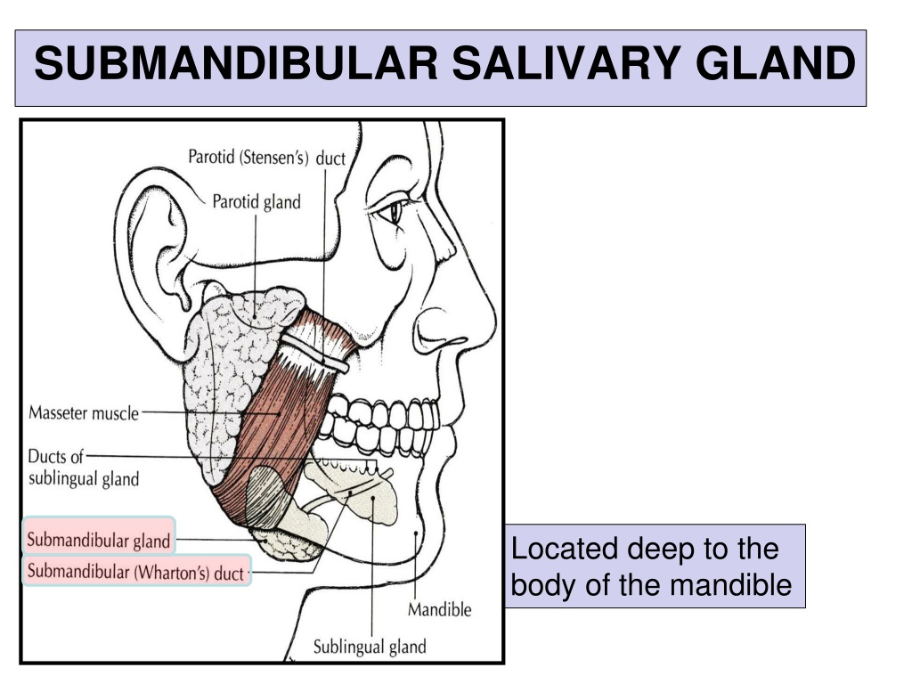 Ppt Salivary Glands Powerpoint Presentation Free Download Id9599085