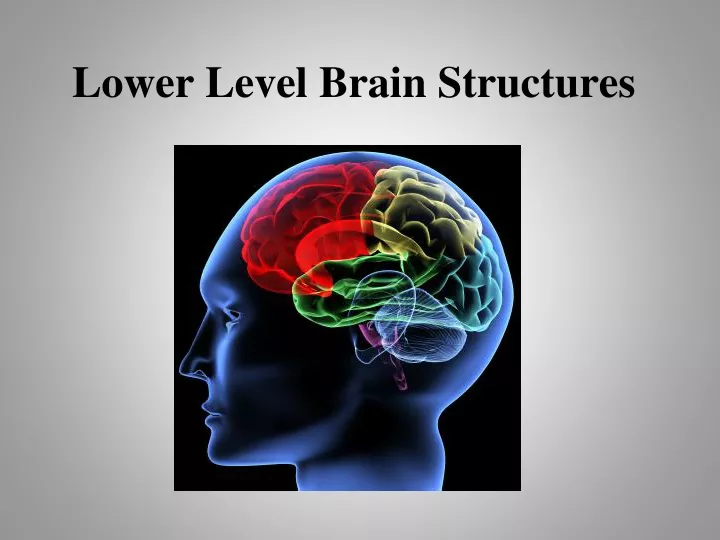 lower level brain structures n.