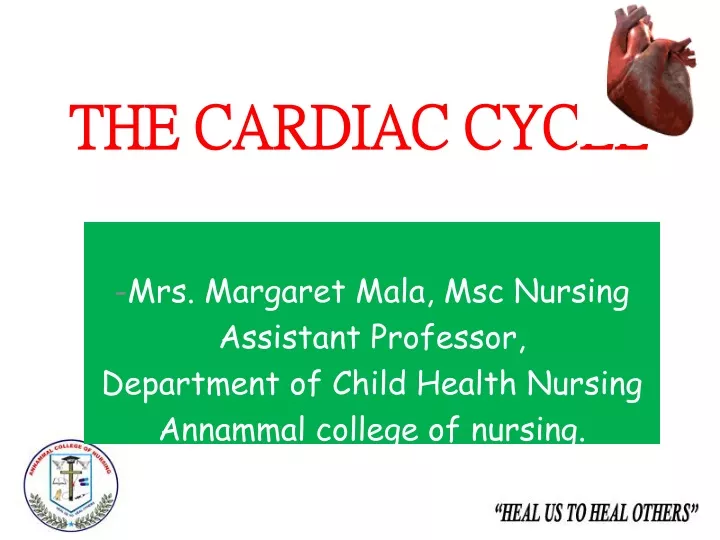 the cardiac cycle n.