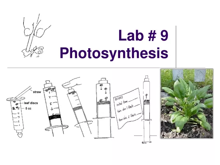 lab 9 photosynthesis n.