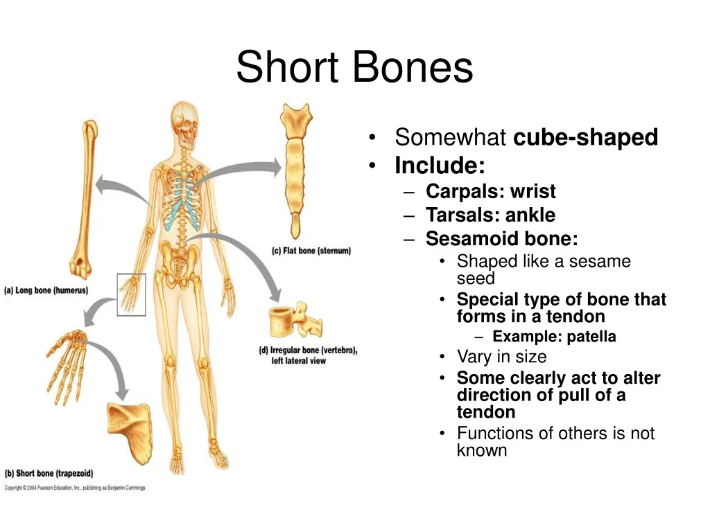 PPT BONES AND SKELETAL TISSUES PowerPoint Presentation Free Download 