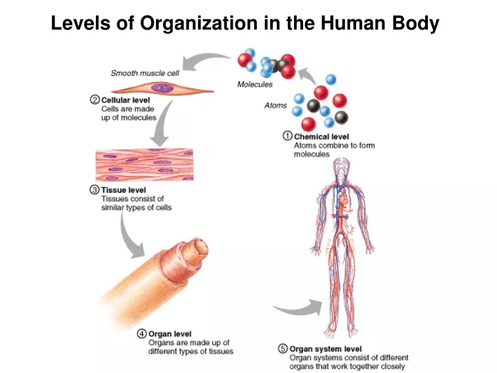 levels-of-organization-within-the-body-levels-of-structural