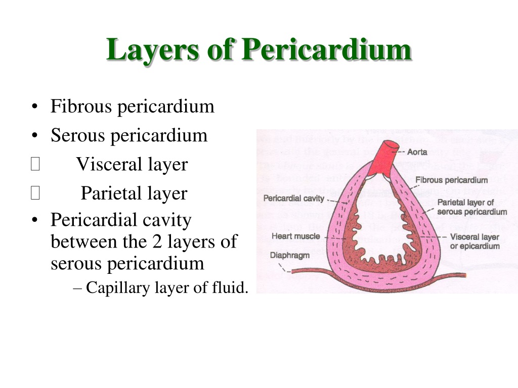 parietal layer of serous pericardium