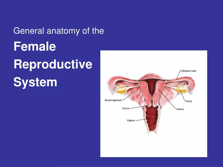 Ppt General Anatomy Of The Female Reproductive System Powerpoint Presentation Id9606961