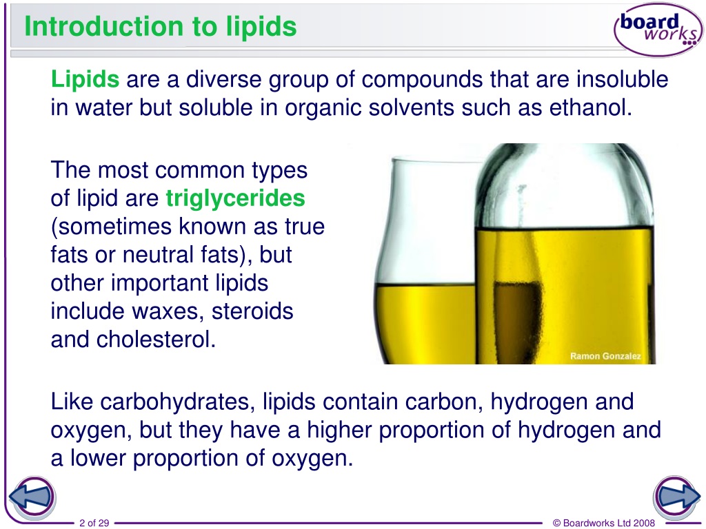 introduction for lipids essay