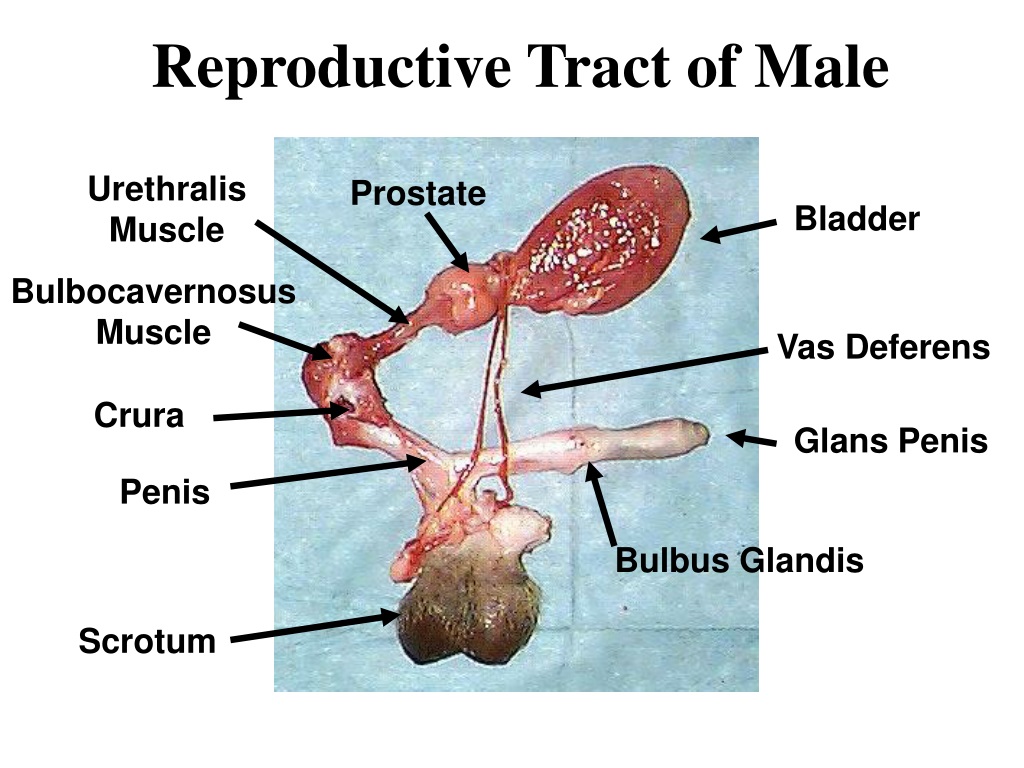 Urethralis Muscle Prostate Bladder Bulbocavernosus Muscle Vas Deferens Crur...
