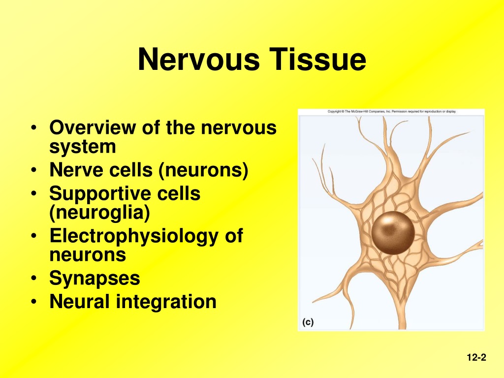 PPT - Nervous Tissue PowerPoint Presentation, free download - ID:9611293