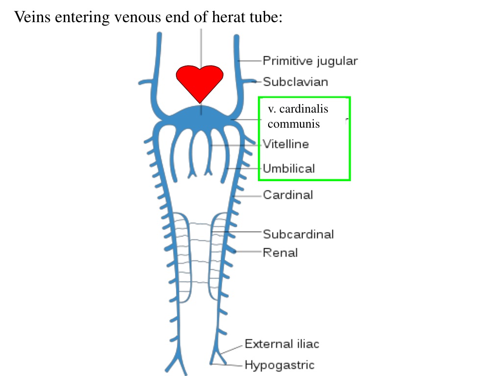 PPT - Development of cardiovascular system PowerPoint Presentation ...