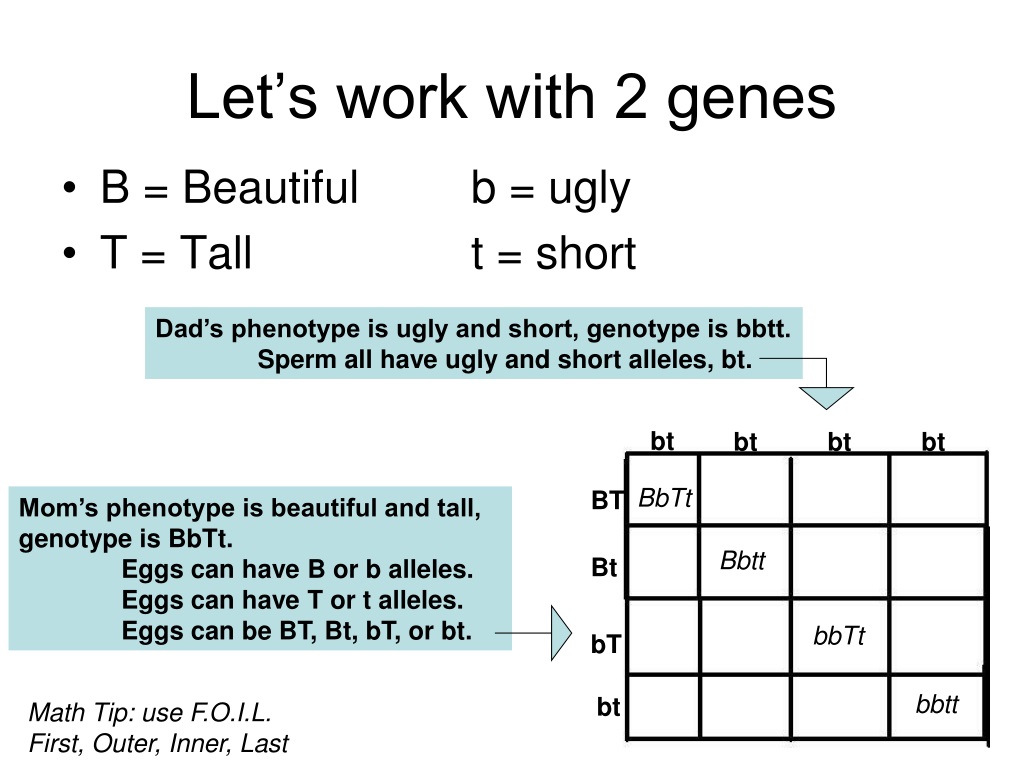 Ppt Dihybrid Crosses Powerpoint Presentation Free Download Id 9611481