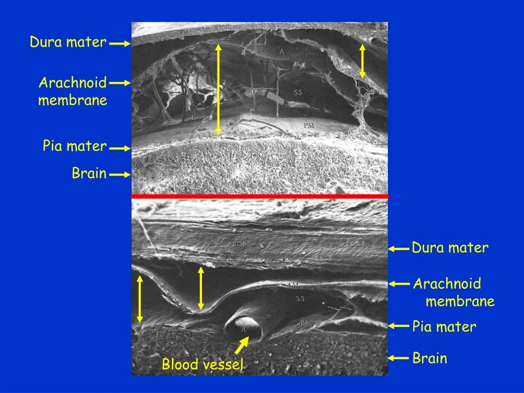 PPT Histology Of Nervous Tissue Neurons And Supporting Cells 