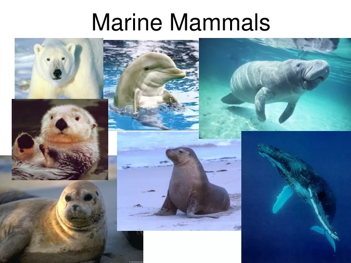 PPT - Marine Mammals PowerPoint Presentation, Free Download - ID:9619533