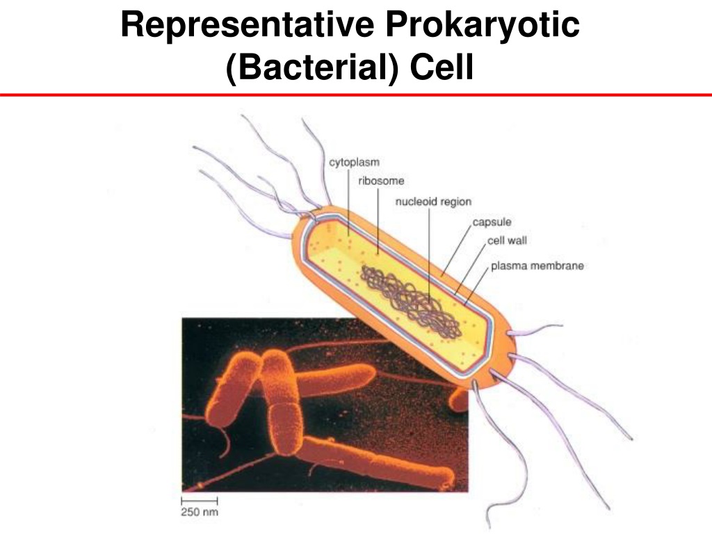 Ppt Prokaryotic Vs Eukaryotic Cells Powerpoint Presentation Free