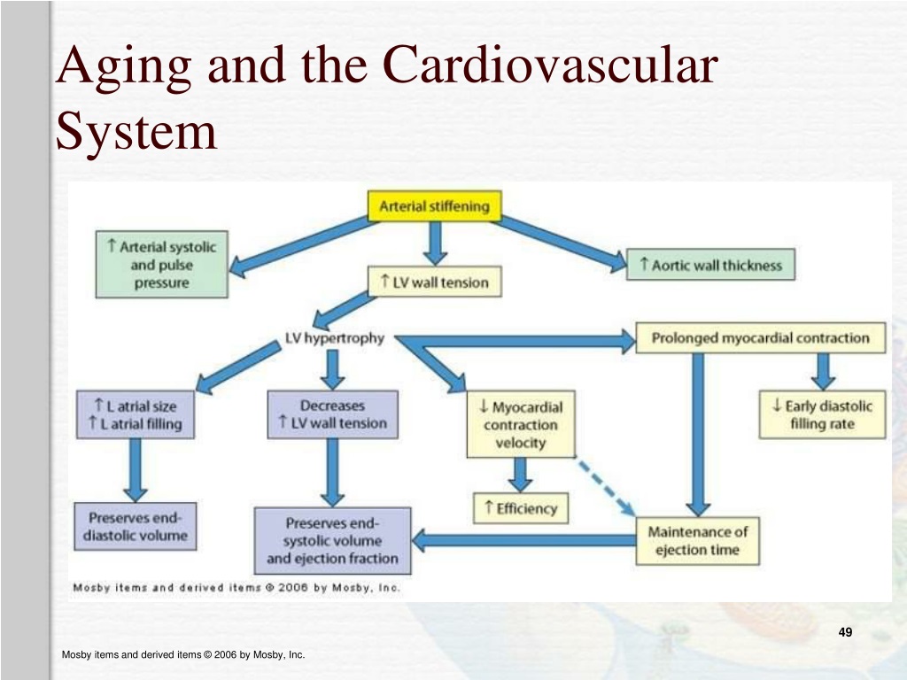 PPT - Structure And Function Of The Cardiovascular And Lymphatic ...