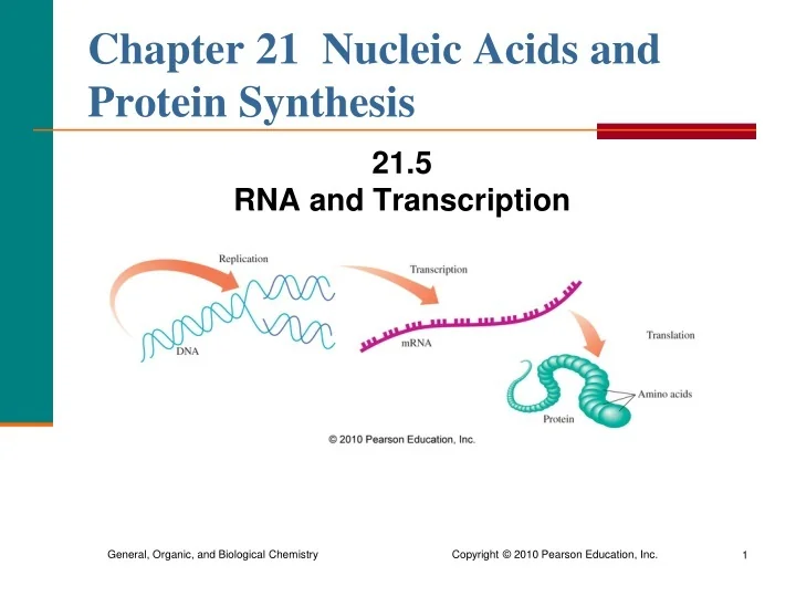 PPT - Chapter 21 Nucleic Acids and Protein Synthesis PowerPoint ...