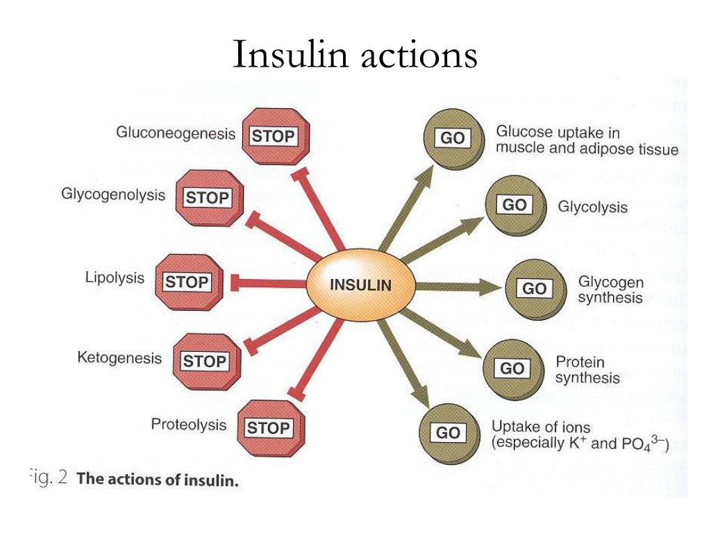 PPT - Glucose Homeostasis PowerPoint Presentation, free download - ID ...