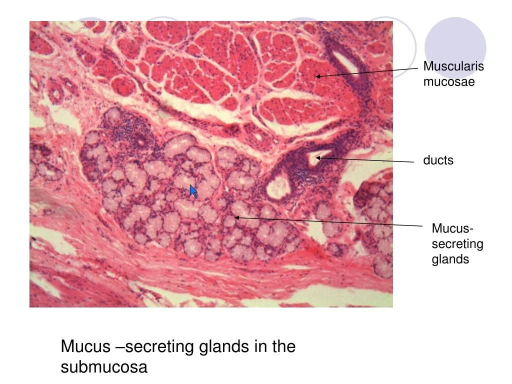 PPT Digestive Tract Structure And Function PowerPoint Presentation PPT Digestive Tract Structure And Function PowerPoint Presentation