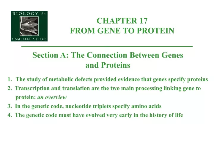 PPT - CHAPTER 17 FROM GENE TO PROTEIN PowerPoint Presentation, Free ...