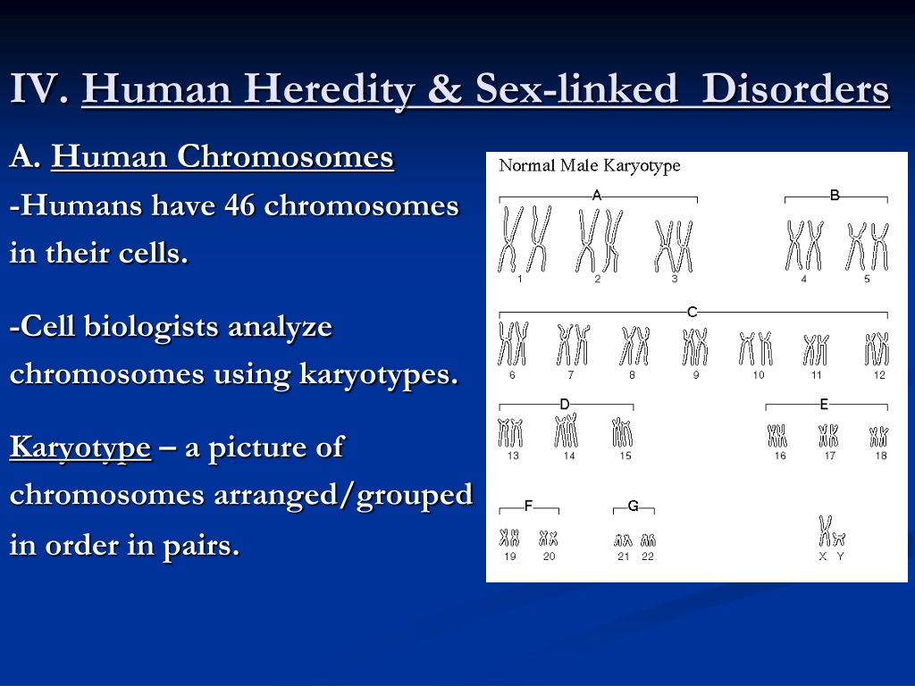 Their cell. Human Heredity. Human chromosomes. Analyzing chromosomes.