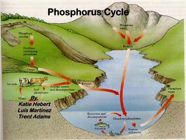 ppt-phosphorus-cycle-powerpoint-presentation-free-download-id-9632580