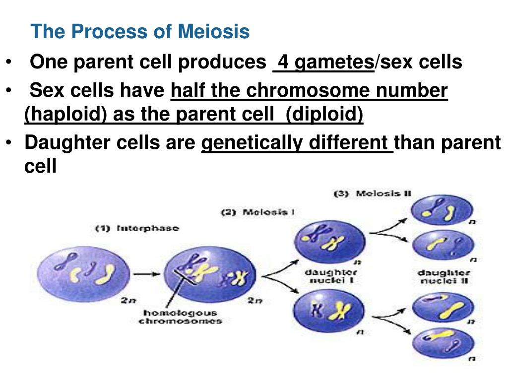 Ppt Key Concept Meiosis Creates Sex Cells That Are Haploid Powerpoint Presentation Id 9634165