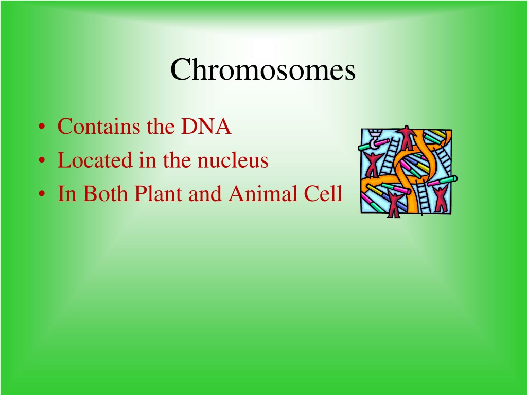 PPT - PLANT AND ANIMAL CELLS PowerPoint Presentation, free download -  ID:9634217