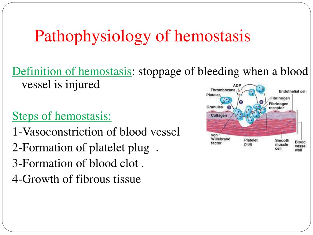 PPT - Pathophysiology Of Hematologic System Lecture #2 Sahar Al Hogail ...