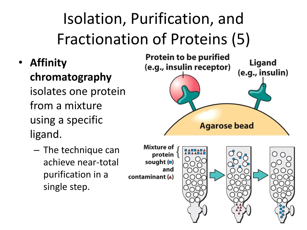 Isolation, Purification, and Fractionation of Proteins (5) .
