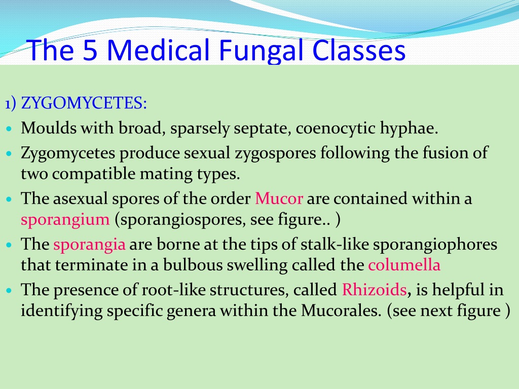 PPT - Fungi: Structure, Classification, And Replication PowerPoint ...