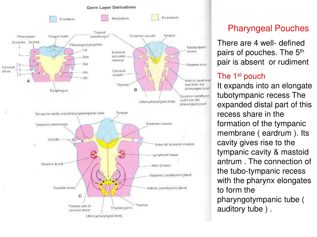 PPT - Pharyngeal apparatus It is formed during 4 th week from 1 ...