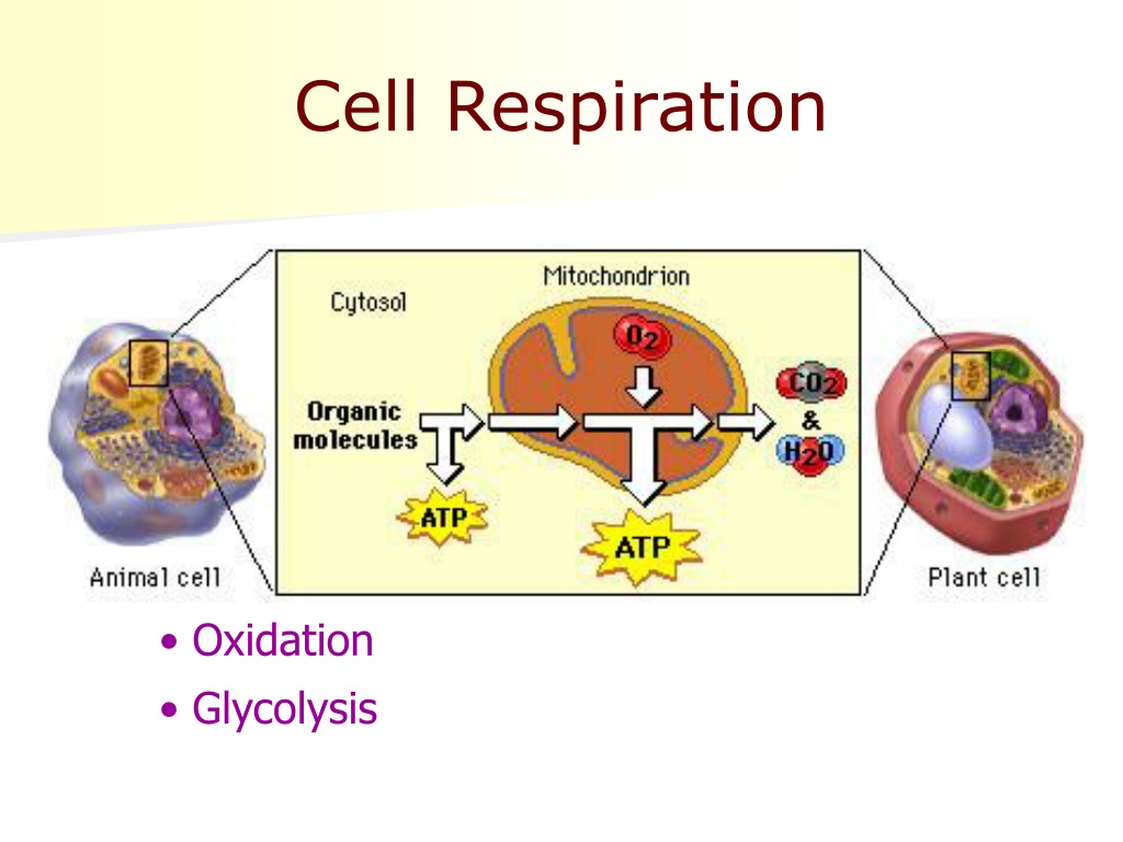 PPT - Gas exchange PowerPoint Presentation, free download - ID:9637563