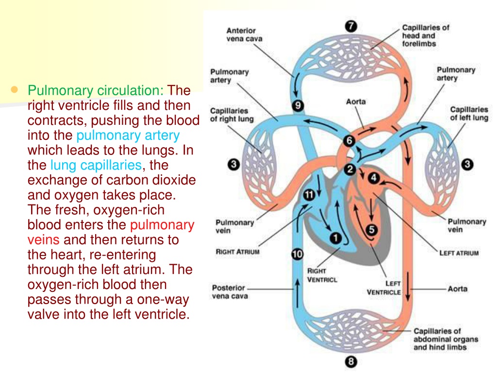 PPT - Gas exchange PowerPoint Presentation, free download - ID:9637563