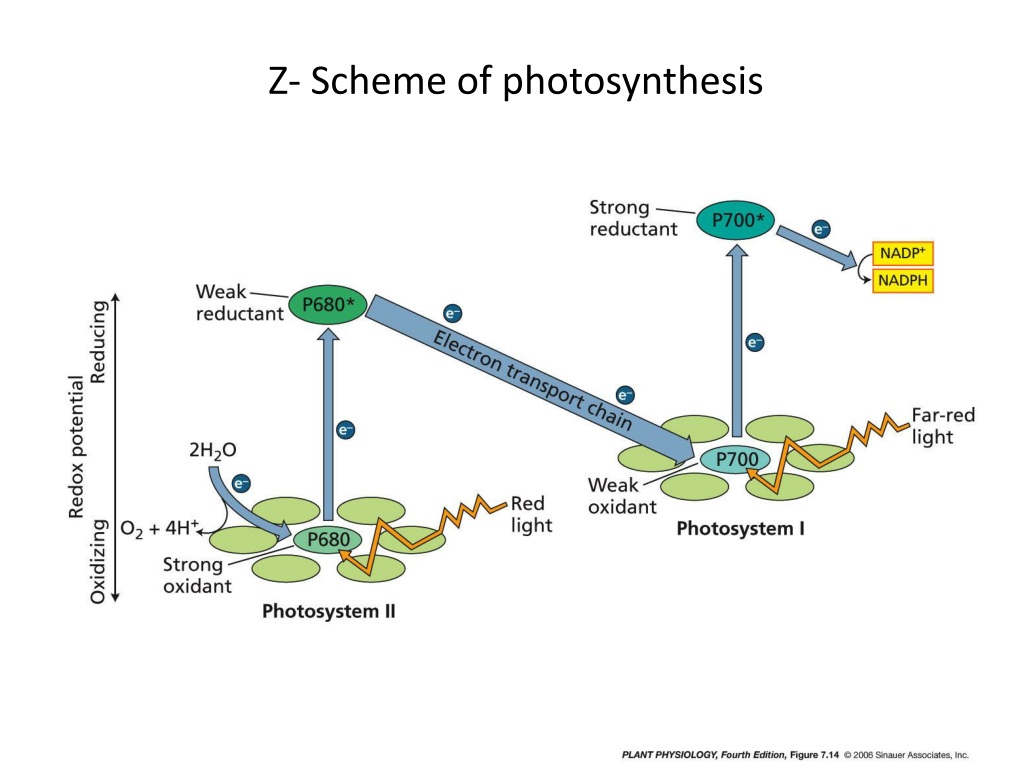 У животных есть фотосинтез. Photosynthesis scheme. Z scheme of Photosynthesis. P700 фотосинтез. 2 Phases of Photosynthesis:.