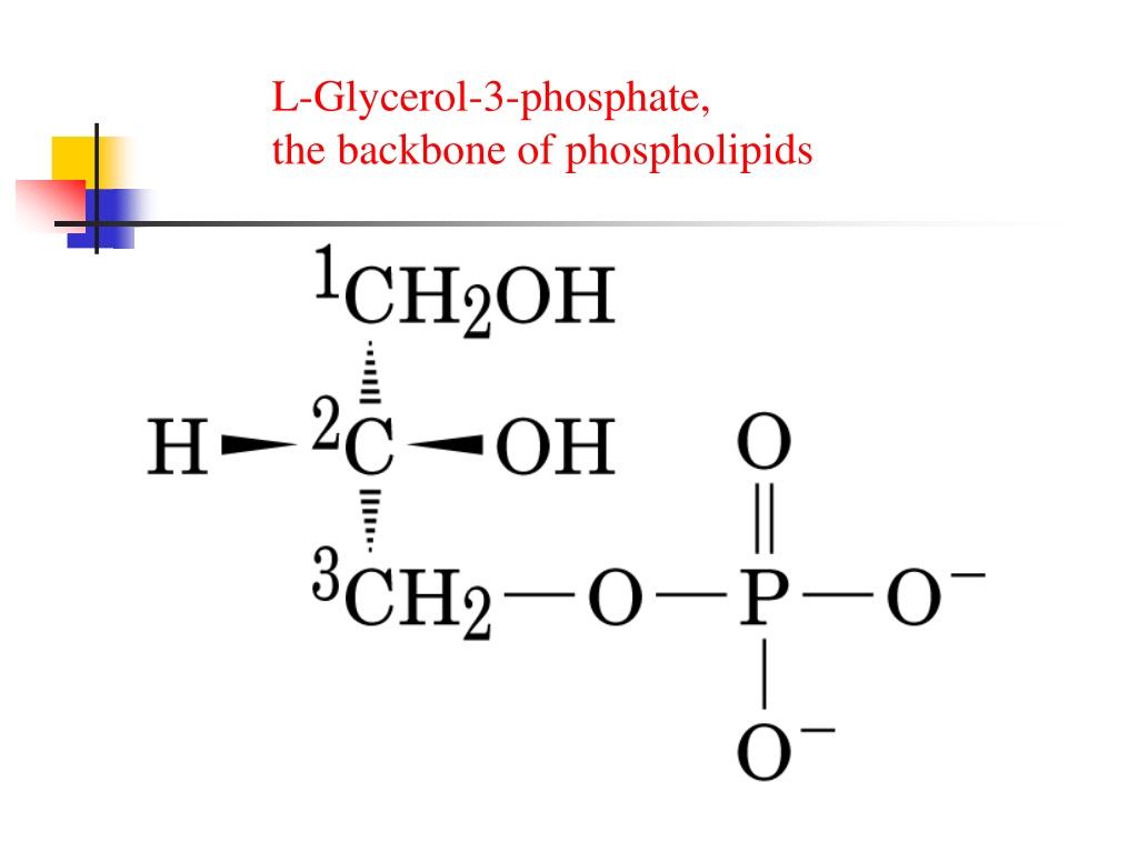 glycerol backbone definition