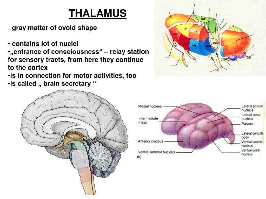 Что такое таламус. Таламус анатомия. Таламус (Thalamus, зрительный бугор). Таламус анатомия строение. Внешнее строение таламуса.