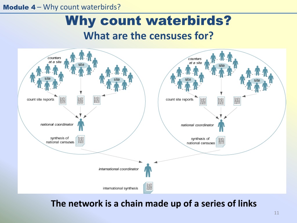 PPT - – Module 4 – Why Count Waterbirds? PowerPoint Presentation, Free ...