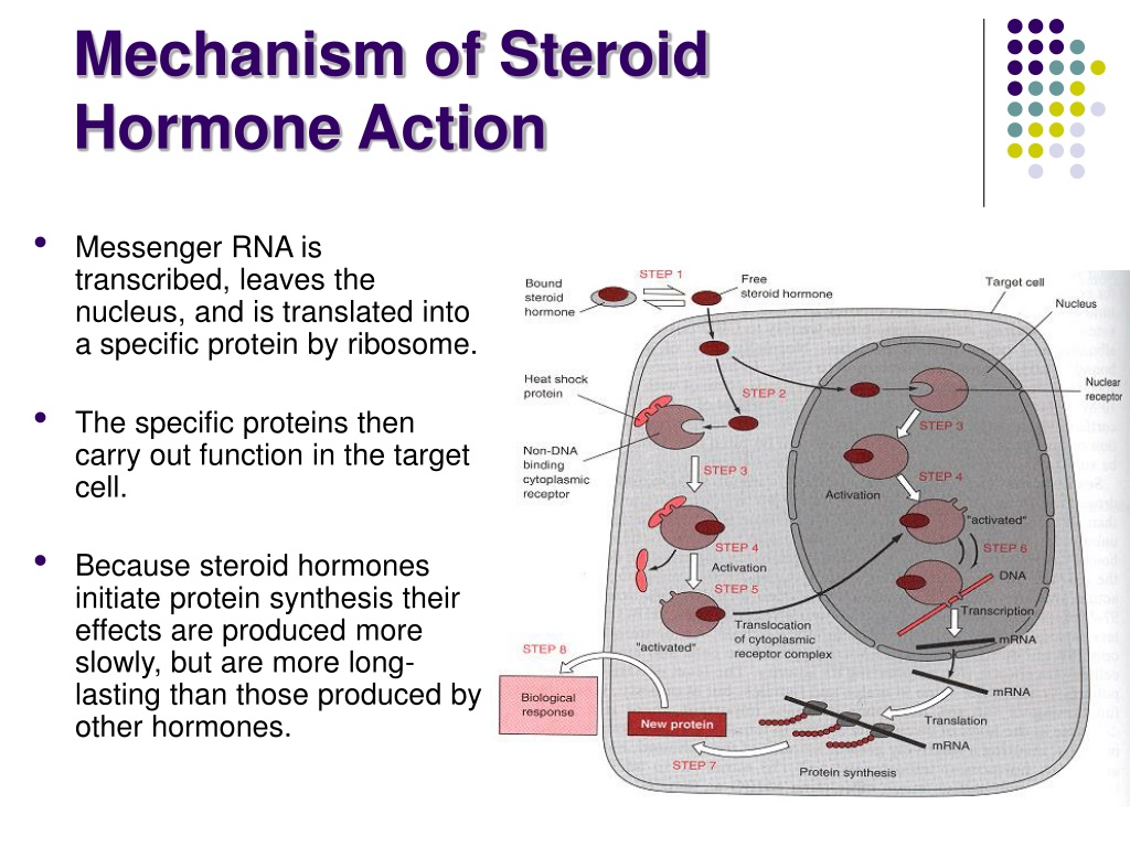 Mechanism of Steroid Hormone Action.