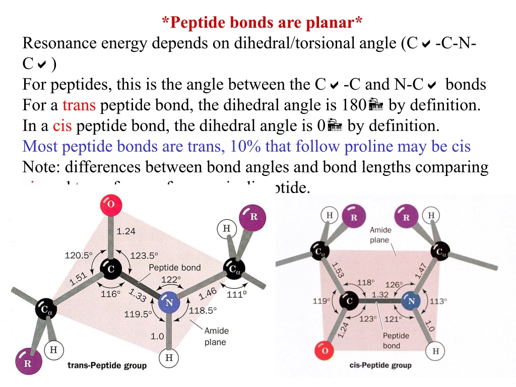 bonds within a peptide backbone with free rotation