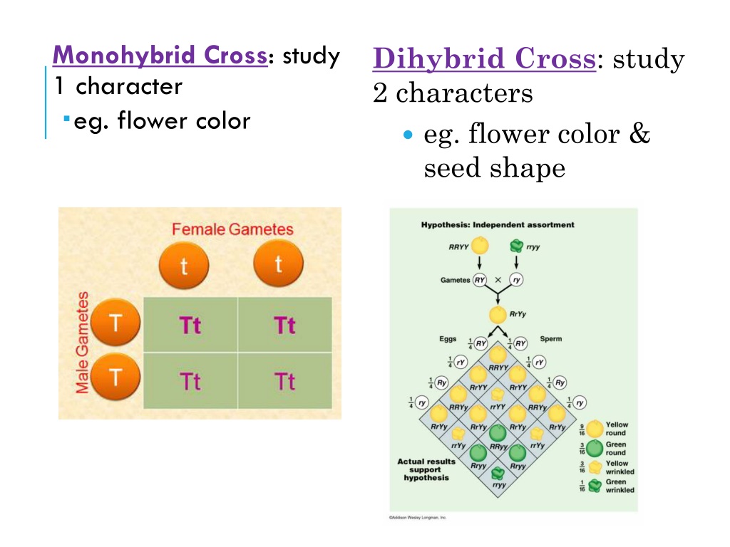 Dihybrid Cross: study 2 characters.