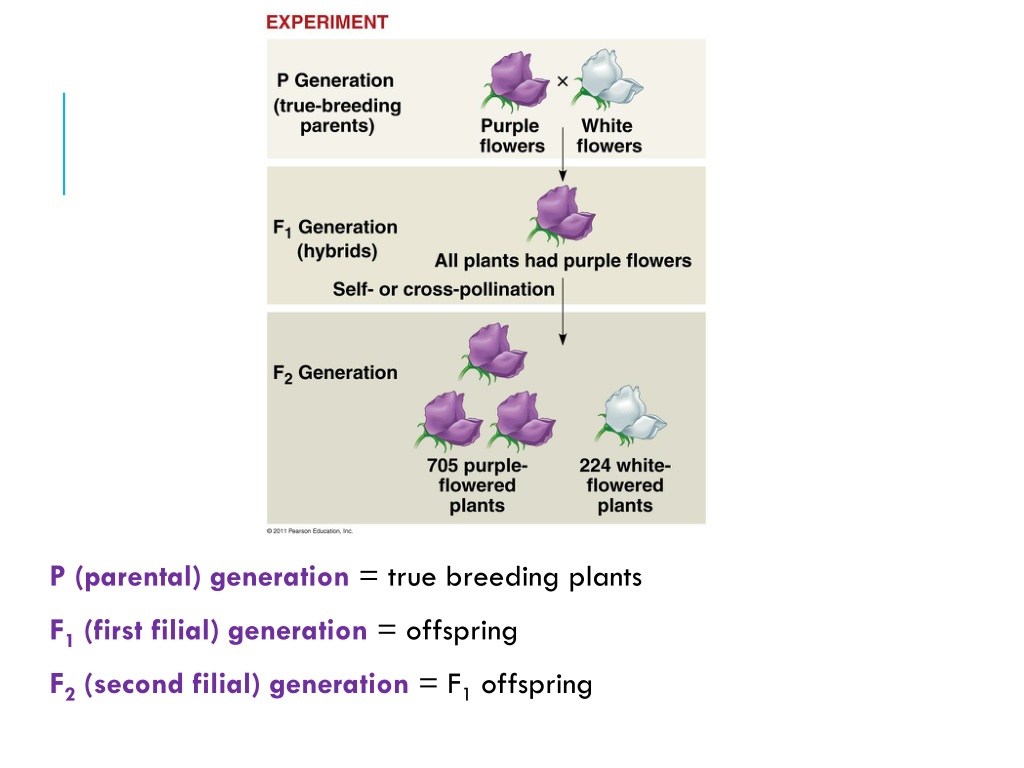 Ppt Mendel And The Gene Idea Powerpoint Presentation Free Download