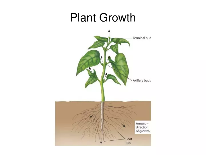 plant growth n.