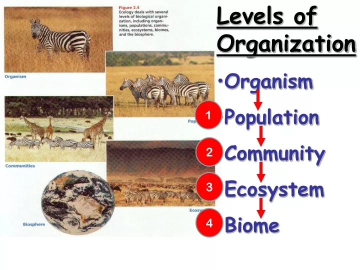 PPT - Levels of Organization Organism Population Community Ecosystem ...