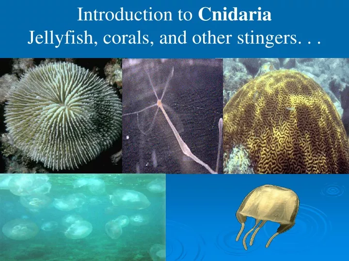 PPT - Introduction to Cnidaria Jellyfish, corals, and other stingers ...