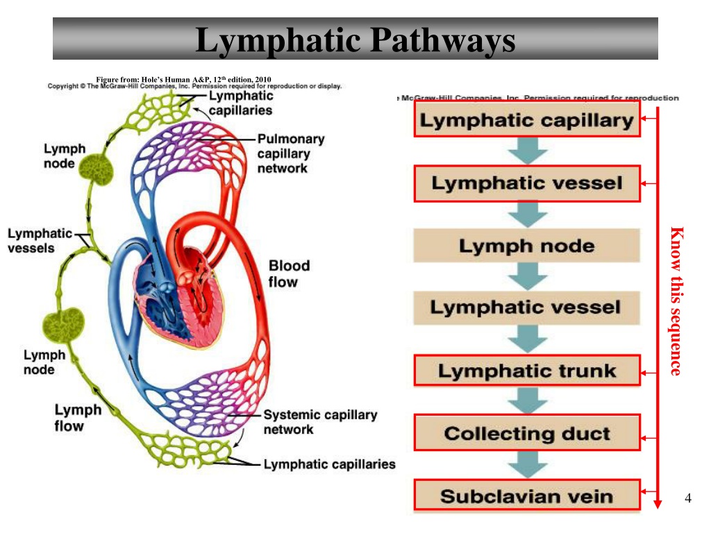 Lymphatic Pathway 